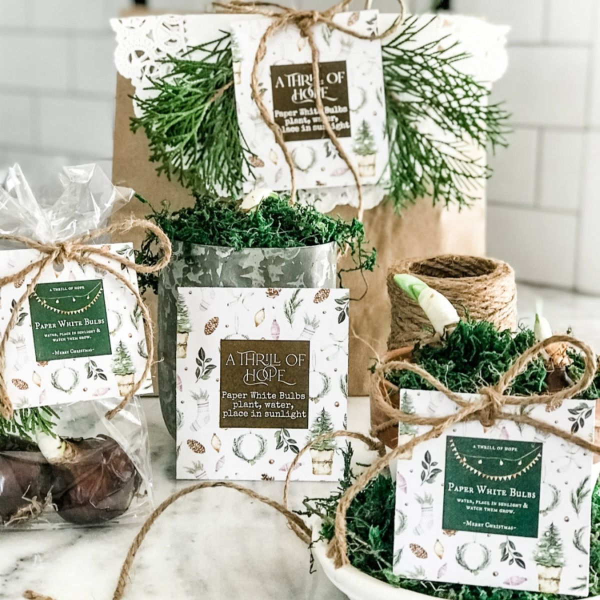 Everything You Need to Know About Custom Plant Pot Tags