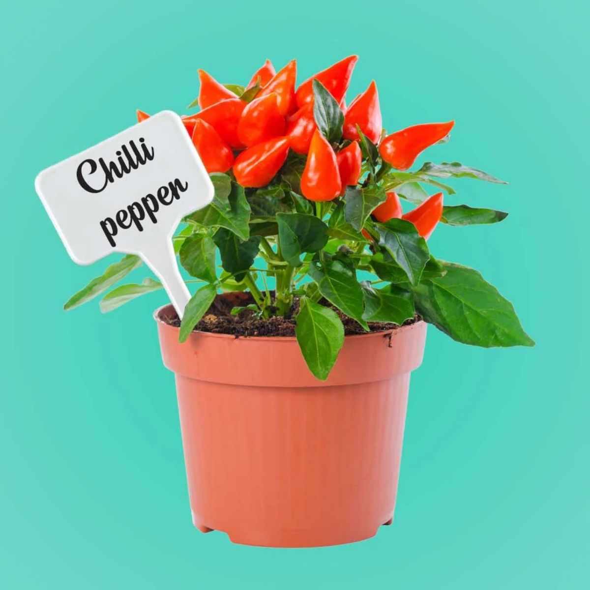 Everything You Need to Know About Custom Plant Pot Tags