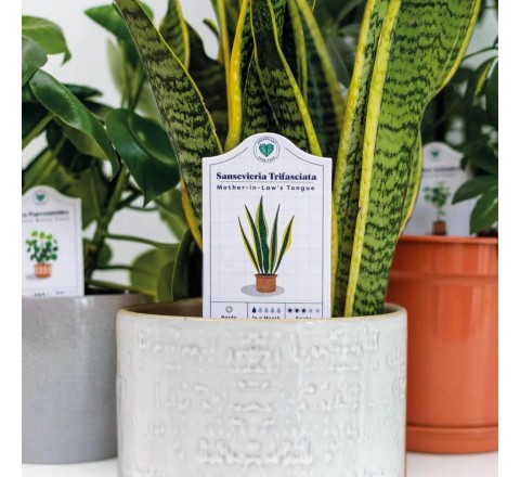 Plant Pot Tags